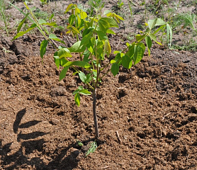 "Книги и праздничные наборы мы выгрузили у ворот..."